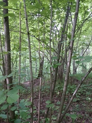 Corylus avellana