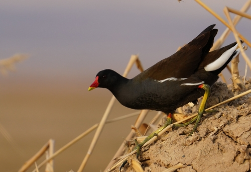 Eurasian Moorhen