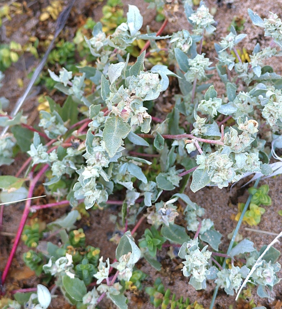 Frosted Orache (Atriplex laciniata)
