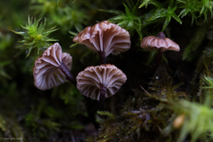 Micromphale arbuticola