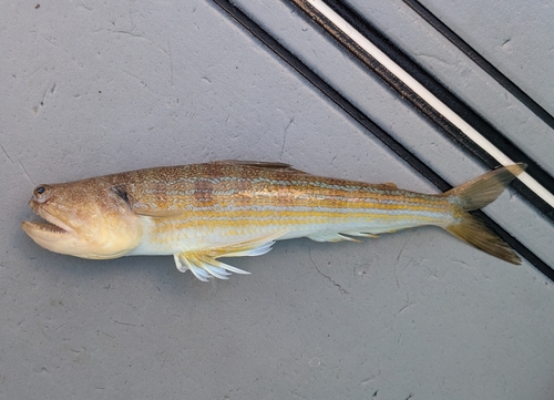 Trachinocephalus myops