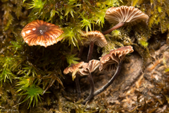 Micromphale arbuticola
