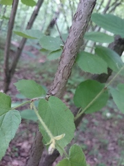 Corylus avellana