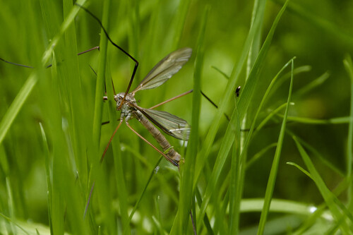 European Crane Fly, Nieuwe Niedorp, Netherlands, photo 8 of 10