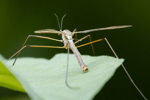 European Crane Fly, Nieuwe Niedorp, Netherlands, photo 7 of 10