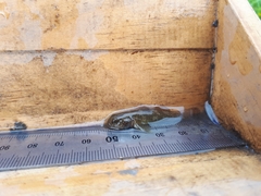 Gobiomorphus breviceps