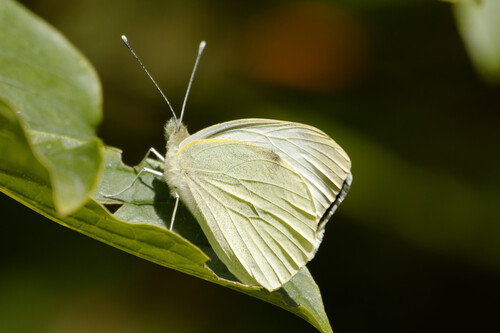 Large White, Nieuwe Niedorp, Netherlands, photo 7 of 10