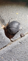 Polyphaga aegyptiaca