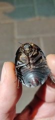 Polyphaga aegyptiaca