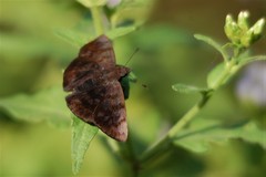 Pellicia arina