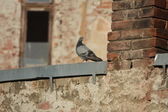 Columba livia domestica