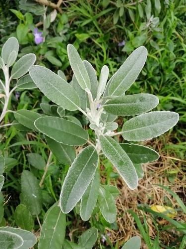 Brachyglottis greyi