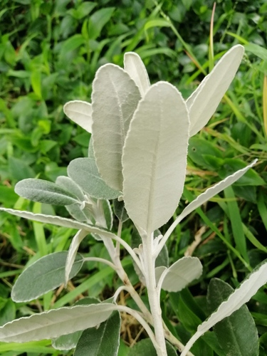 Brachyglottis greyi