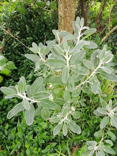 Brachyglottis greyi