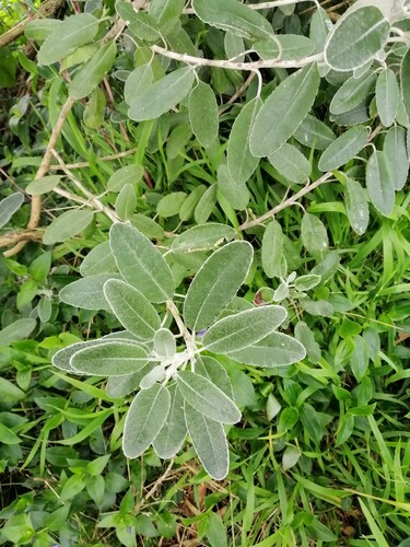 Brachyglottis greyi