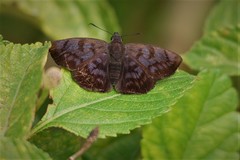 Pellicia arina