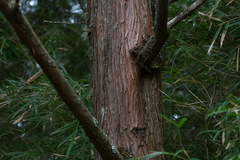 Chamaecyparis formosensis