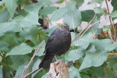 Turdus merula