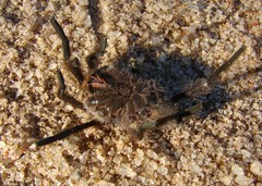 Chilobrachys