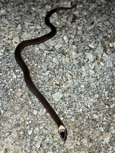 White-crowned Snake sighting