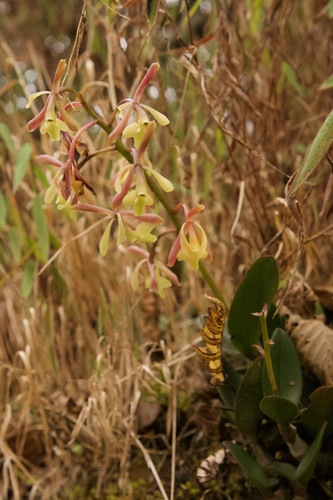 Epidendrum brevicallosum Hágsater & E.Santiago