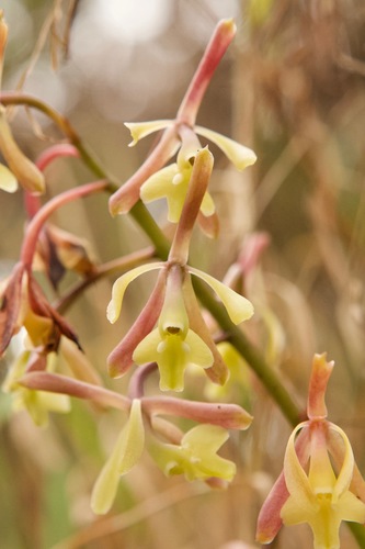 Epidendrum brevicallosum Hágsater & E.Santiago 2