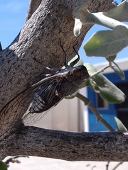 Diceroprocta digueti