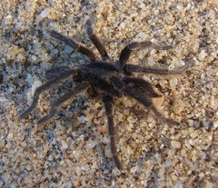 Chilobrachys