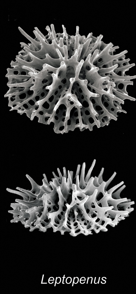 Micrabaciidae