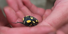 Sternocera orissa orissa