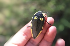 Sternocera orissa orissa