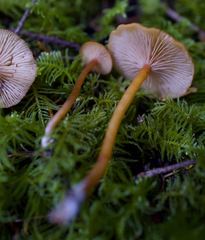 Rhodophana nitellina