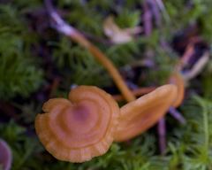 Rhodophana nitellina