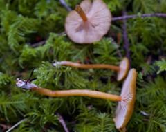 Rhodophana nitellina