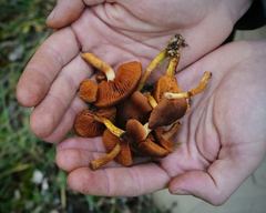 Cortinarius aurantiobasis