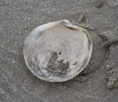 Pegophysema schrammi