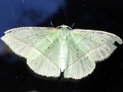 Dichorda illustraria