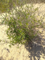 Bebbia atriplicifolia