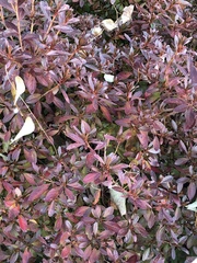 Iresine diffusa herbstii