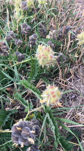 Chickpea Milkvetch