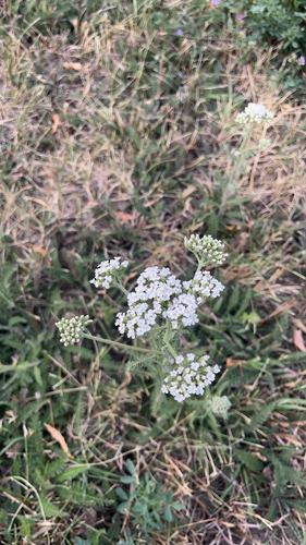 common yarrow