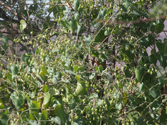 Pergularia daemia daemia