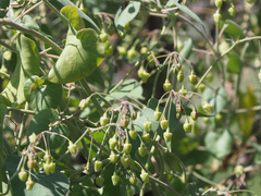 Pergularia daemia daemia