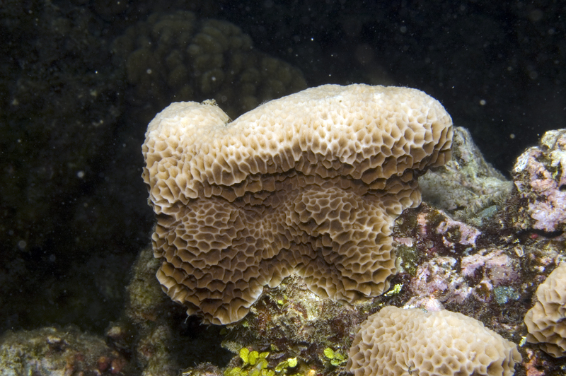 Gardineroseris