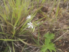 Pelargonium alchemilloides