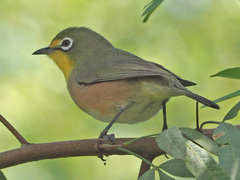 Zosterops pallidus
