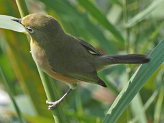 Zosterops pallidus