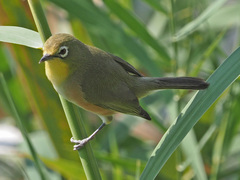 Zosterops pallidus