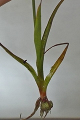 Juncus cephalotes