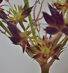 Juncus cephalotes